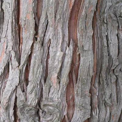 Lawsons False Cypress mature tree bark