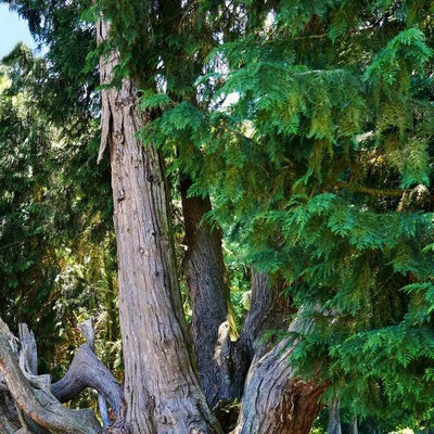 Mature Lawsons False Cypress tree