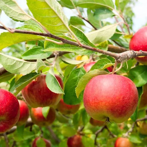Laxton's Superb Apples on the tree