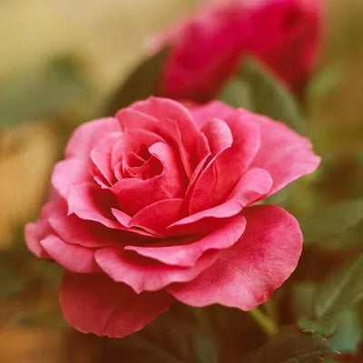Leaping Salmon Climbing Rose Flowers