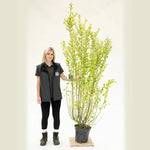 Golden Privet Large Hedge Plant- 120-150cm tall - 10 Litre Pot