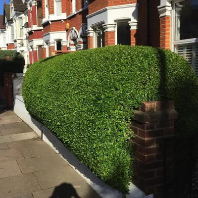 Green Privet Hedging clipped into a smooth rounded shape