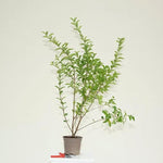 Green Privet Hedge Plant in 2 Litre Pot