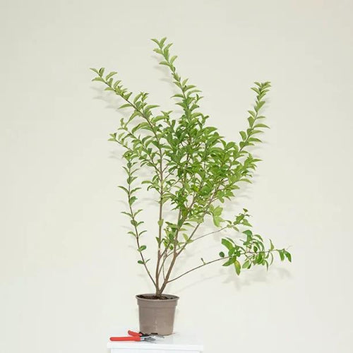 Green Privet Hedge Plant in 2 Litre Pot