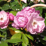 Lilac Bouquet Climbing Rose Flowers