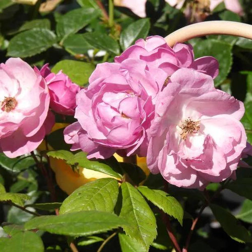 Lilac Bouquet Climbing Rose Flowers