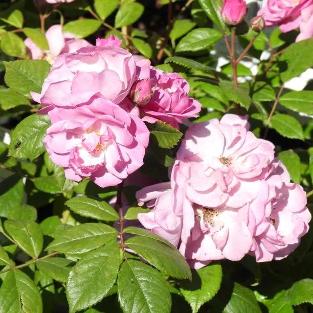 Lilac Bouquet Climbing Rose Flowers