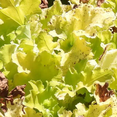 Lime Marmalade Heuchera Leaves