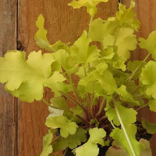 Lime Marmalade Heuchera Leaves