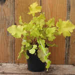 Lime Marmalade Heuchera Plant in 9cm pot (P9)