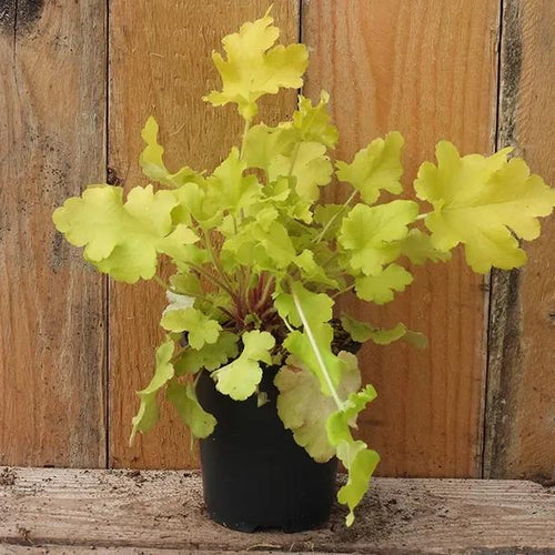 Lime Marmalade Heuchera Plant in 9cm pot (P9)