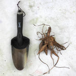 Linda's baby dahlia tuber