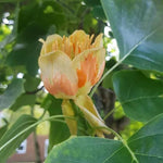 Tulip Tree Flower