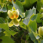 Tulip Tree leaves and new flowers