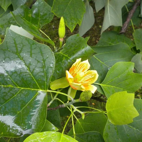 Tulip Tree leaves and new flowers