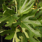 Close-up of green fig leaves with visible veins and stems, photographed outdoors with natural light.