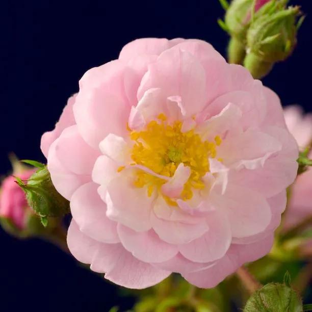 Little Rambler Rose – Blush-Pink Fragrant Patio Climber