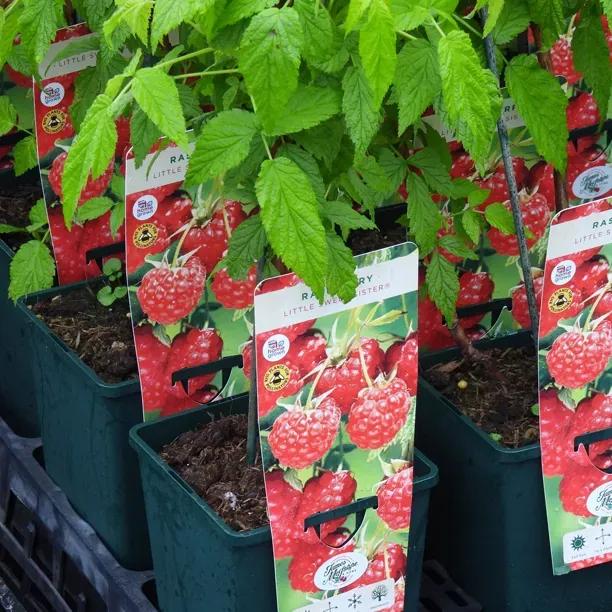 Littel sweet sister Raspberry Plants in 3L Pots