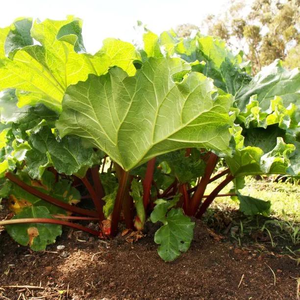 Livingstone rhubarb plant with large green leaves and red stems growing in garden soil