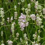 Loddon Pink Lavander Flowers