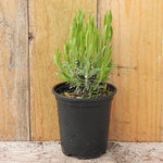 Loddon Pink Lavender Plant in 9cm pot (P9)