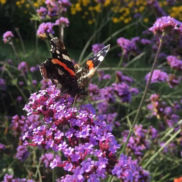 Lollipop Dwarf Vervain Flowers