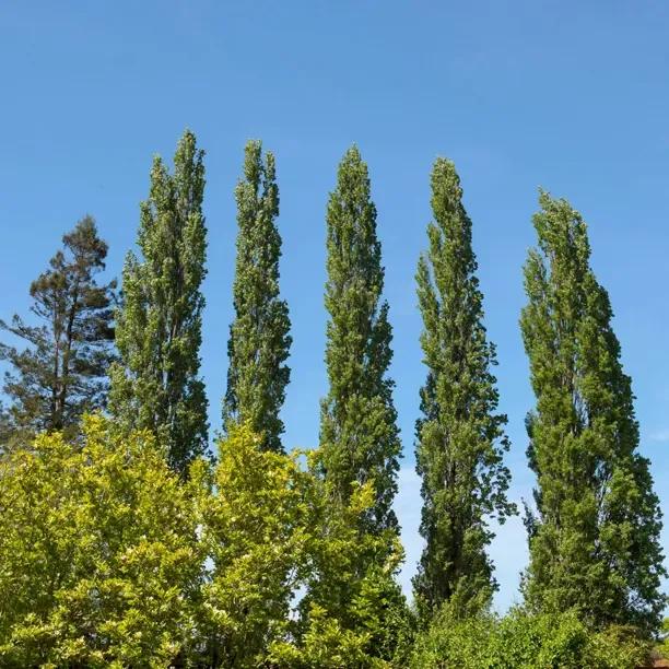Mature Lombardy Poplar trees