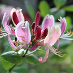 Lonicera Belgica Honeysuckle Flowers