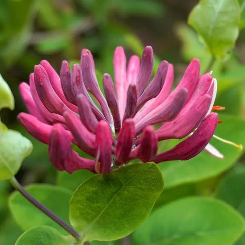 Lonicera Belgica Honeysuckle Flowers