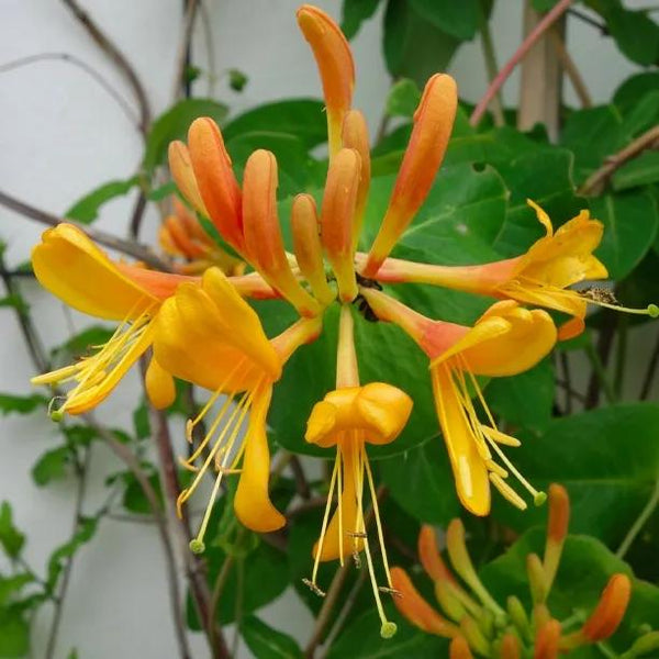 lonicera copper beauty Copper Beauty Honeysuckle – Evergreen Shade Climber