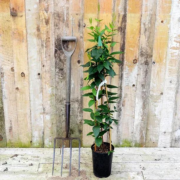 Delavay honeysuckle climber plant in black pot with garden fork for scale against weathered fence