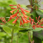 Dropmore Scarlet Honeysuckle Flowers