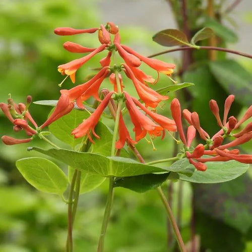 Dropmore Scarlet Honeysuckle Flowers