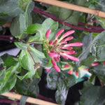 Fragrant Cloud Honeysuckle Flowers