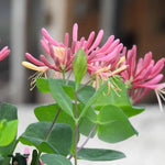 Goldflame Honeysuckle Flowers