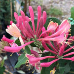 Goldflame Honeysuckle Flowers