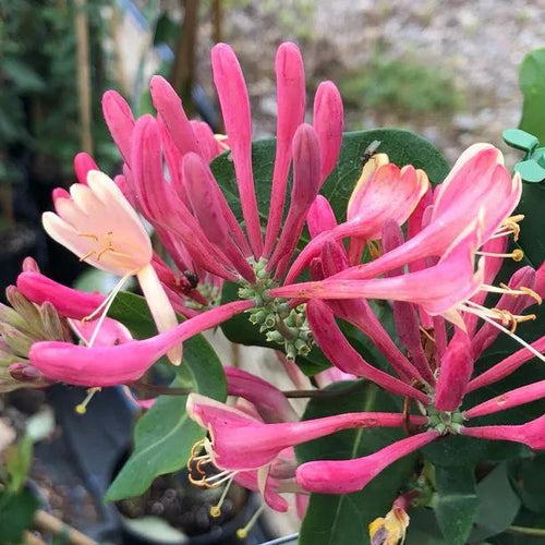 Goldflame Honeysuckle Flowers
