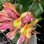 Goldflame Honeysuckle Flowers