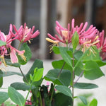 Goldflame Honeysuckle Flowers