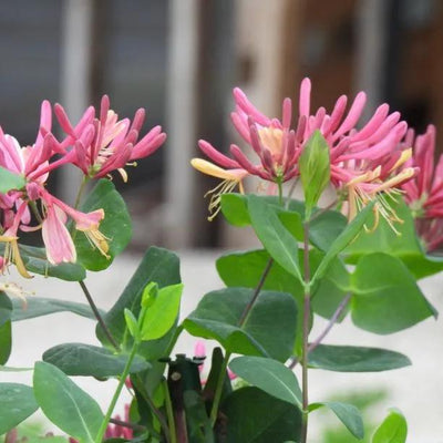 Goldflame Honeysuckle Flowers
