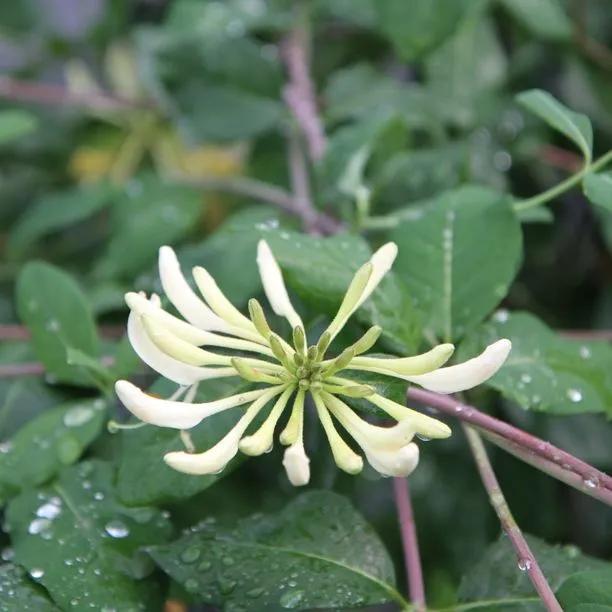 Graham Thomas Honeysuckle Flowers