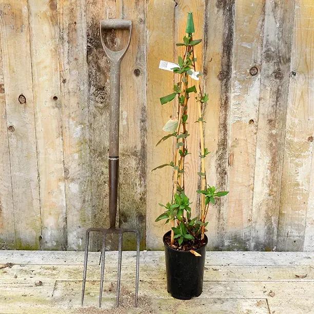 Graham Thomas Honeysuckle Plant