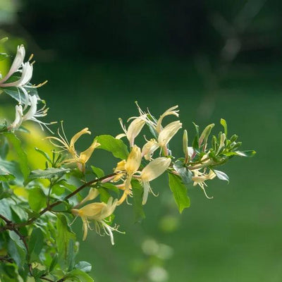 Lonicera Halliana Honeysuckle Flowers