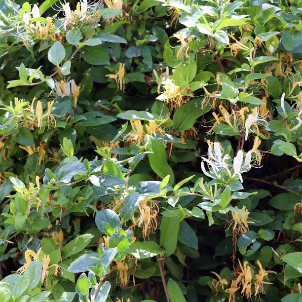 Halliana Japanese Honeysuckle – Sweet-Scented Semi-Evergreen
