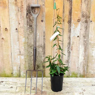 Henry's Honeysuckle Plant