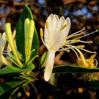 Horwood Gem Honeysuckle Flowers