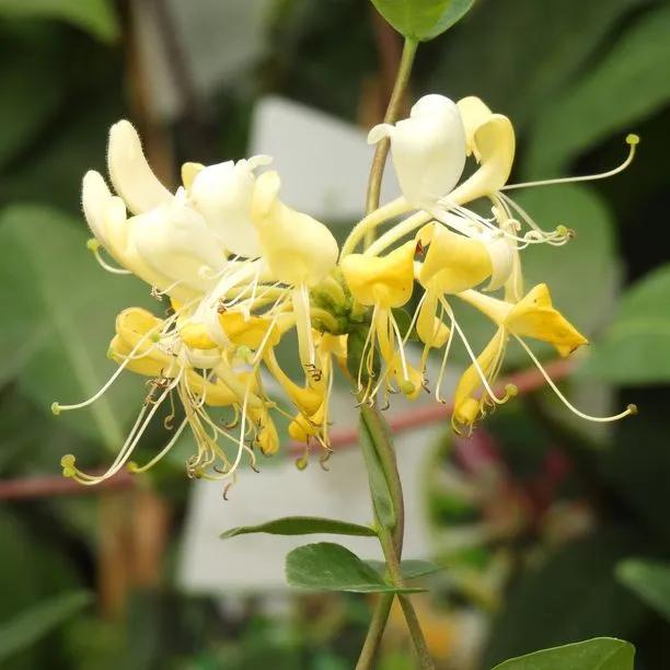 lonicera scentsation Scentsation Honeysuckle – Intensely Fragrant Cream & Yellow