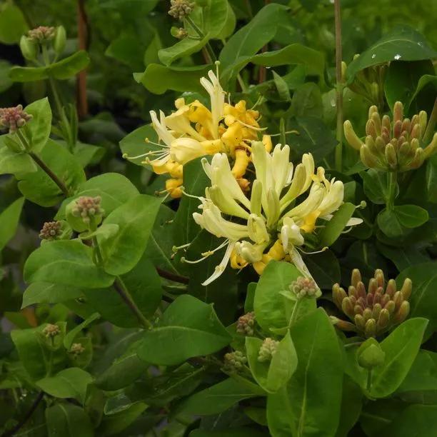 Scentsation Honeysuckle Flowers