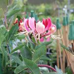 Serotina Honeysuckle Flowers