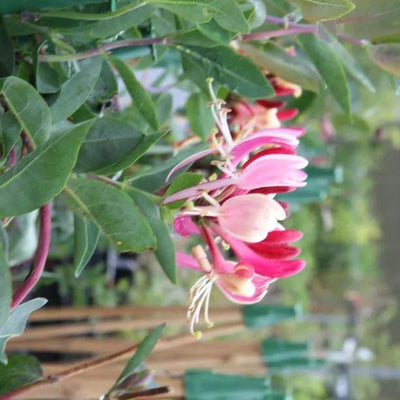Serotina Honeysuckle Flowers
